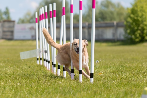 Cane che corre attraverso le trame nel corso di agilità orizzontale