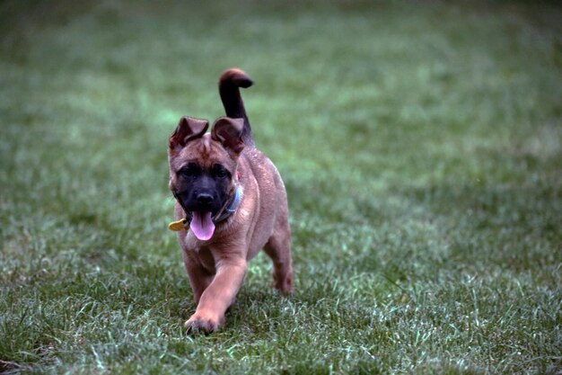 Cane che corre su un campo erboso