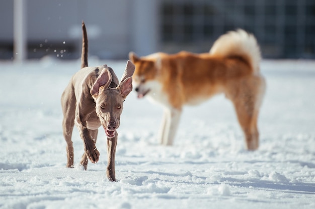 Cane che corre su un terreno coperto di neve