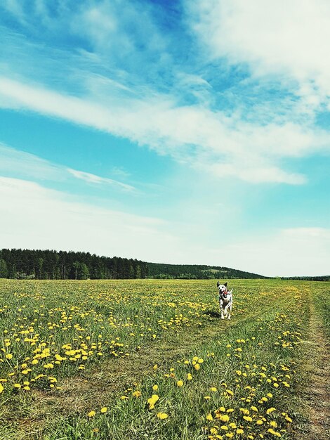 Cane che corre sul campo contro il cielo