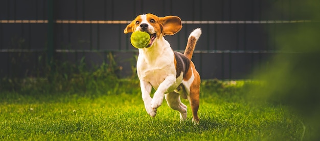 Cane che corre sul campo