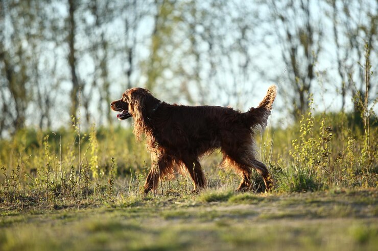 Foto cane che corre sul campo