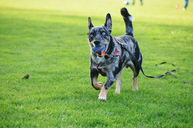 Cane che corre sul campo