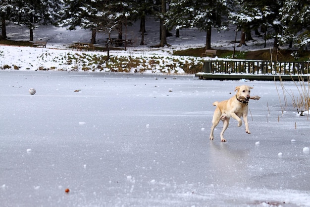 cane che corre sul ghiaccio