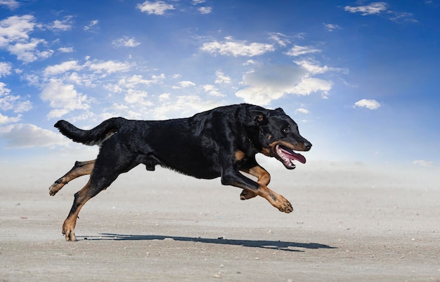 Cane che corre sulla spiaggia