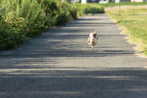 Cane che corre sulla strada