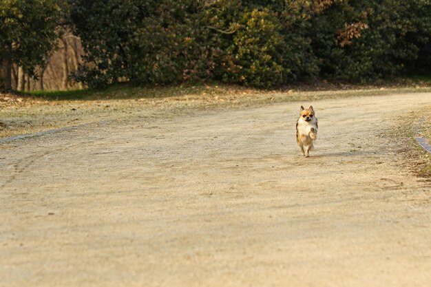 Cane che corre sulla strada