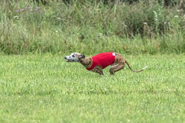 Cane che corre veloce sul campo verde al concorso di coursing esca