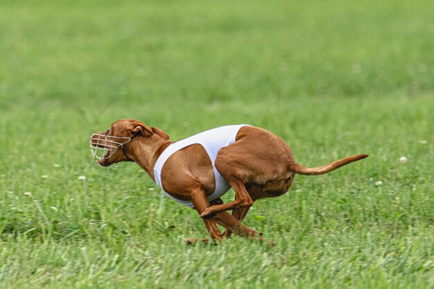 Cane che corre veloce sul campo verde al concorso di coursing esca