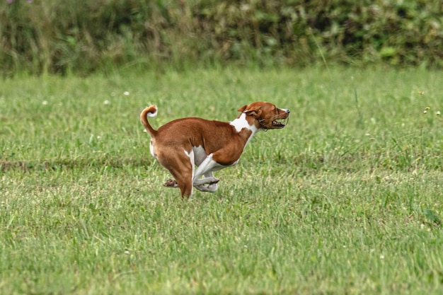 Cane che corre veloce sul campo verde al concorso di coursing esca