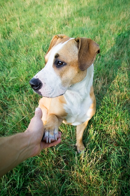 Cane che dà la zampa