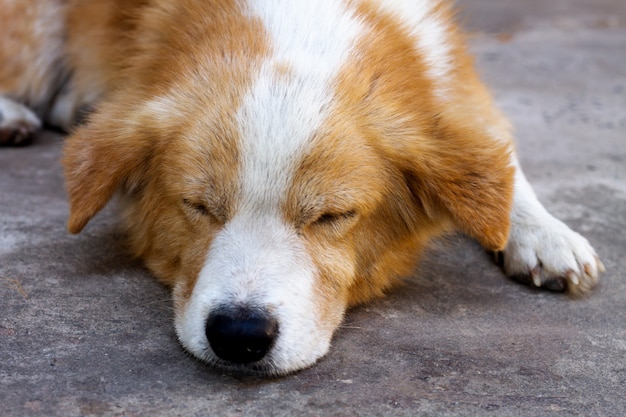 Cane che dorme e riposati