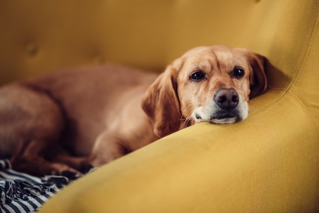 Cane che dorme sul divano