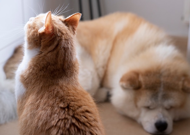 cane che dorme sul pavimento e un gatto