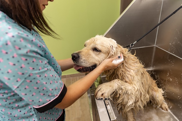 Cane che fa la doccia con lo shampoo