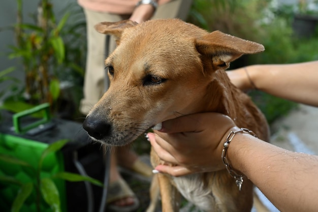 Cane che fa la doccia dal proprietario nel soleggiato giardino estivo