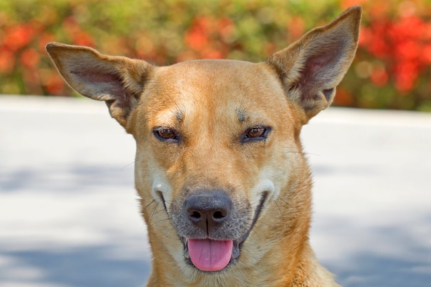 Cane che fissa la lingua e fa una bella faccia