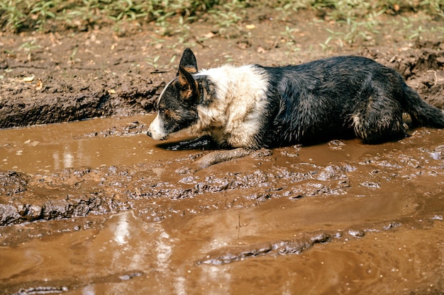 Cane che giace nelle pozzanghere sporche