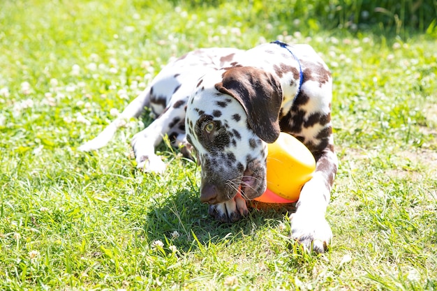 Cane che gioca con il giocattolo di plastica nell'erbaCucciolo dalmata di cane carino felice giocherellone che gioca con un giocattolo nel campo estivo Primavera estate a piedi pet amore sfondo