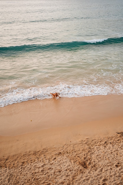 Cane che gioca con le onde mentre fa il bagno sulla spiaggia di La Concha