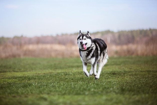 Cane che gioca e corre all'aperto