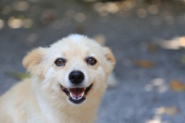 Cane che gioca fuori sorrisi