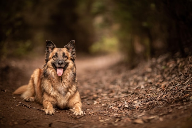 Cane che gioca nella natura