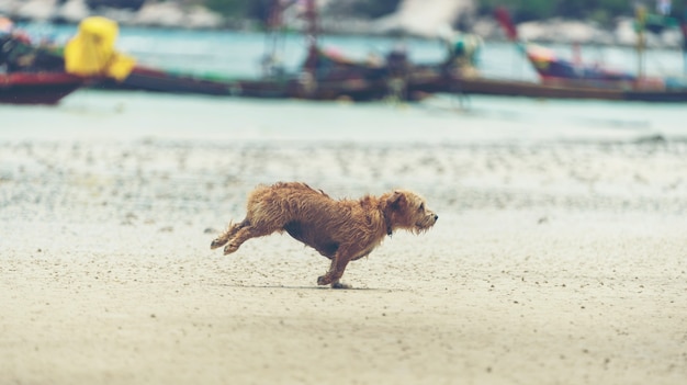 Cane che gioca sulla spiaggia di sabbia