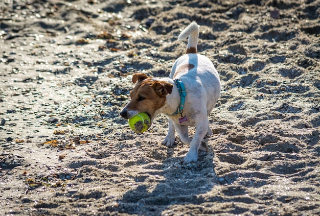 Cane che gioca sulla spiaggia