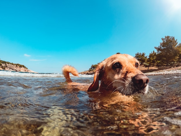 Cane che gode sulla spiaggia mentre nuota nel mare