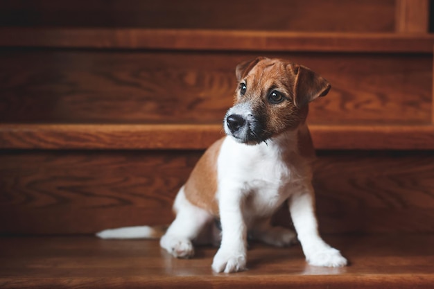 Cane che guarda da un'altra parte mentre è seduto sul pavimento di legno