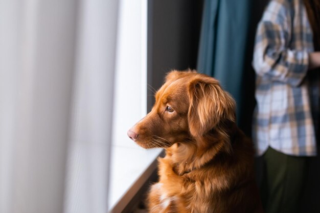 Cane che guarda la finestra di casa Nova Scotia Duck Tolling Retriever