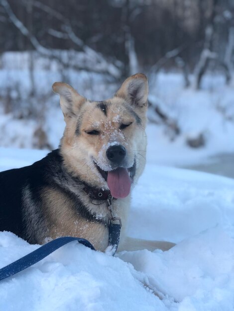 Cane che guarda la neve sul campo durante l'inverno