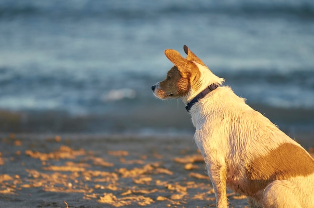 Cane che guarda la spiaggia
