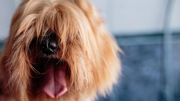 Cane che guarda la telecamera dopo la spazzolatura dei capelli al servizio di toelettatura professionale