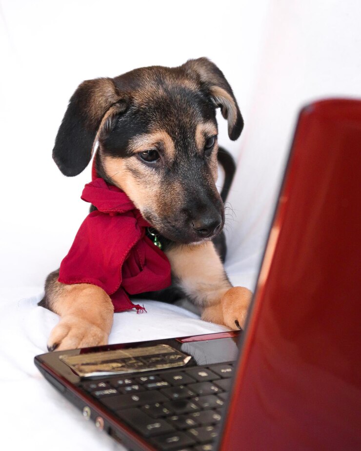Foto cane che guarda la telecamera