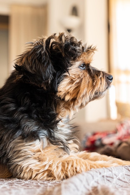 Cane che guarda lateralmente sul divano