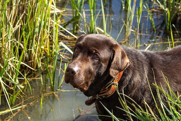 Cane che guarda lontano nel lago