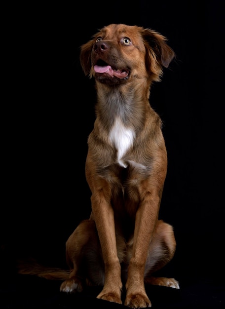Cane che guarda lontano seduto sullo sfondo nero