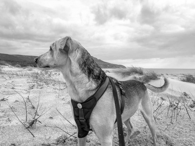 Cane che guarda lontano sul campo contro il cielo