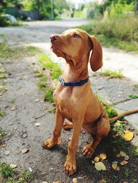 Cane che guarda lontano sul sentiero