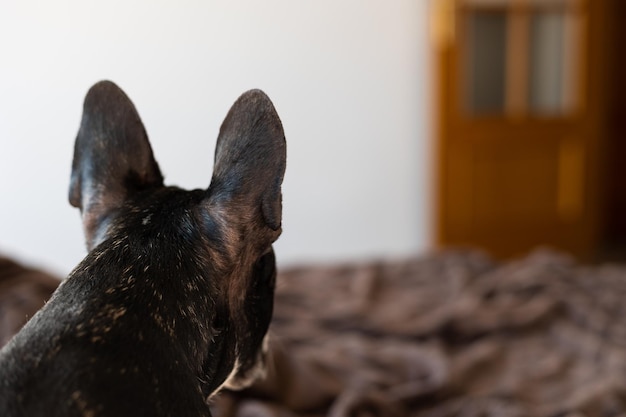 Cane che guarda verso la porta