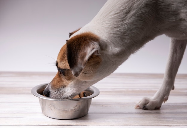 cane che mangia dalla sua mangiatoia