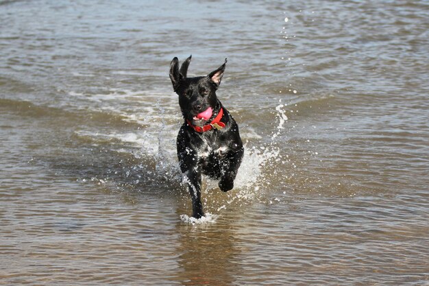 Cane che nuota in mare