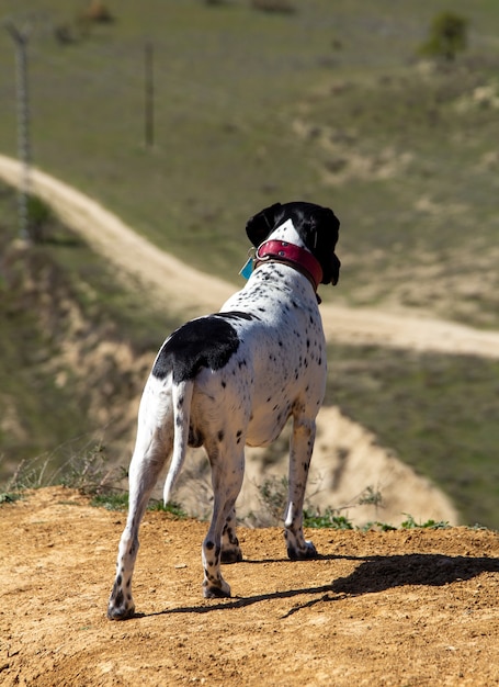 Cane che osserva il paesaggio prima di correre