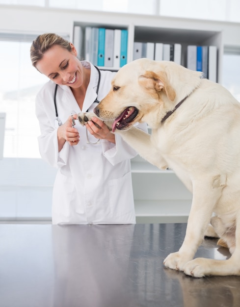 Cane che ottiene gli artigli tagliati dal veterinario