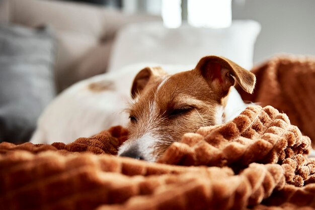 Cane che ozia sul divano