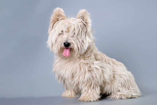 Cane che richiede cure express muta razza west highland terrier su sfondo grigio studio