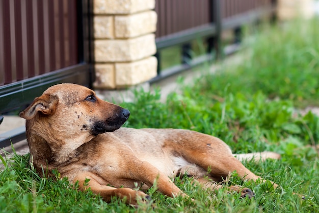 Cane che riposa sull'erba in estate