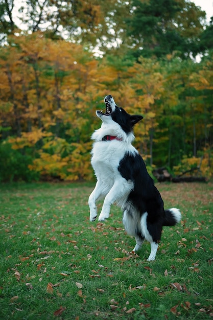 cane che salta,